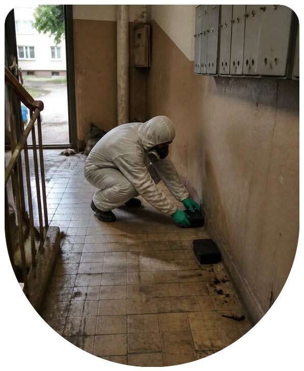 Профессиональная дератизация подъезда в Зеленокумске с гарантией